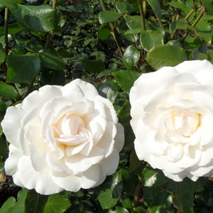 Крамаво - Чайно хибридни рози 